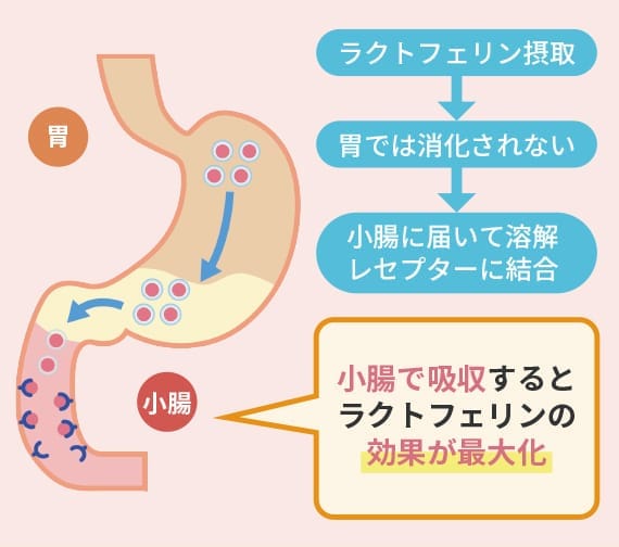 なぜラクトフェリンは腸まで届く腸溶性が重要なのか